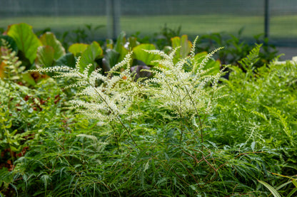 Hapsutöyhtöangervo (Aruncus dioicus 'Kneiffii')- Photo by Verso Verde, All Rights Reserved