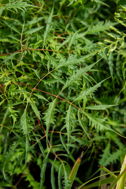 Hapsutöyhtöangervo (Aruncus dioicus 'Kneiffii')- Photo by Verso Verde, All Rights Reserved