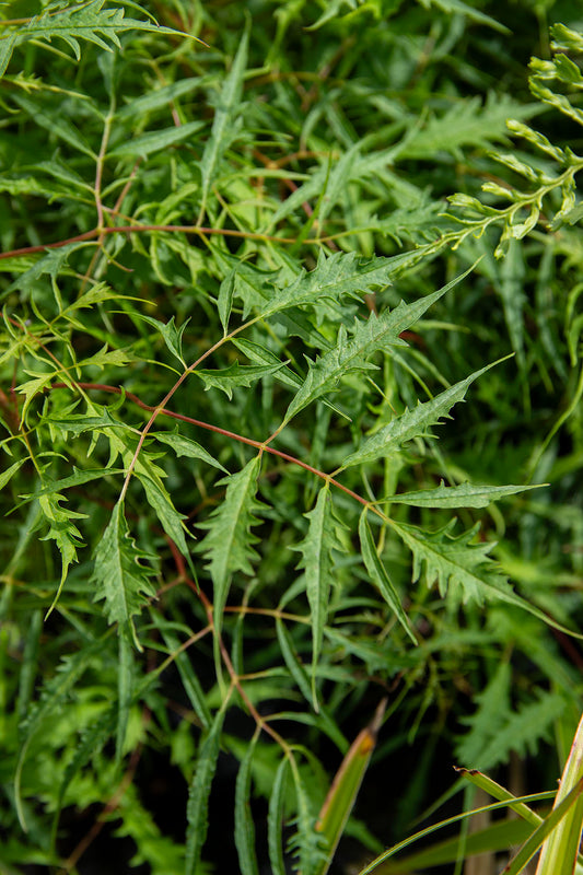 Hapsutöyhtöangervo (Aruncus dioicus 'Kneiffii')- Photo by Verso Verde, All Rights Reserved