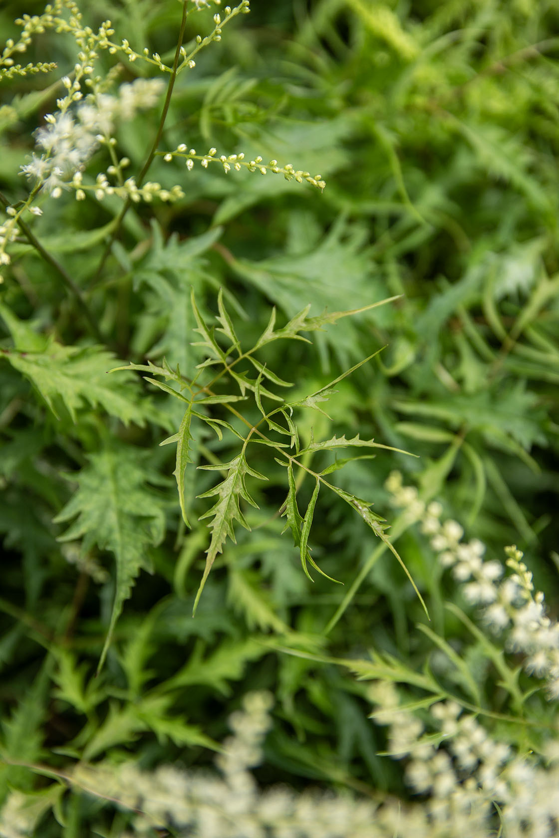 Hapsutöyhtöangervo (Aruncus dioicus 'Kneiffii')- Photo by Verso Verde, All Rights Reserved
