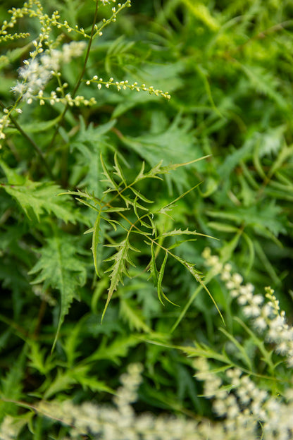 Hapsutöyhtöangervo (Aruncus dioicus 'Kneiffii')- Photo by Verso Verde, All Rights Reserved