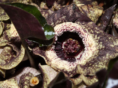 Asarum Splendens - Photo by Holger Krisp, Creative Commons Attribution 3.0