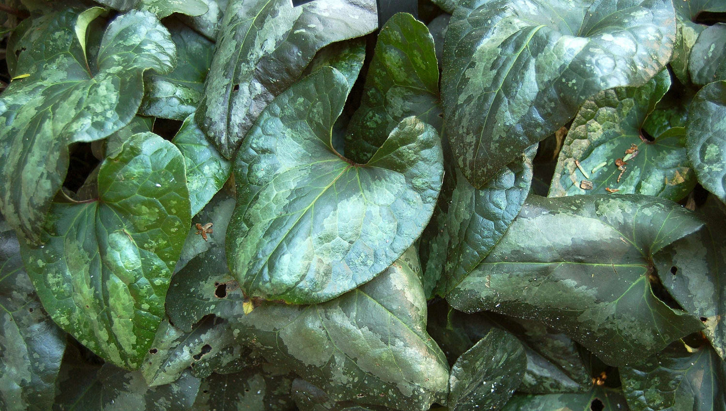Asarum Splendens - Photo by Photo (c)2006 Derek Ramsey (Ram-Man), Creative Commons Attribution-Share Alike 2.5