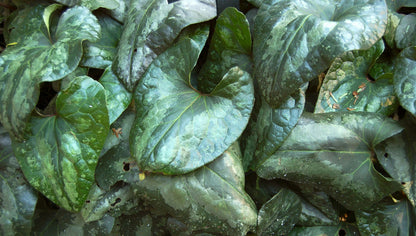 Asarum Splendens - Photo by Photo (c)2006 Derek Ramsey (Ram-Man), Creative Commons Attribution-Share Alike 2.5