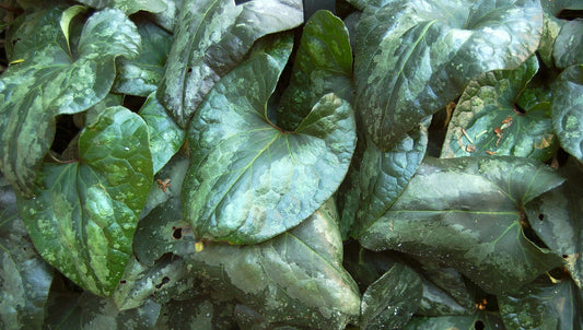 Asarum Splendens - Photo by Photo (c)2006 Derek Ramsey (Ram-Man), Creative Commons Attribution-Share Alike 2.5