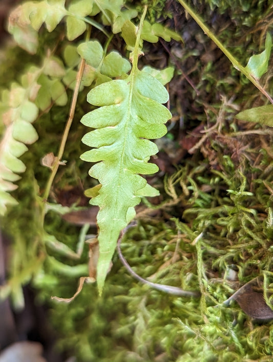 Asplenium Ebenoides - Photo by Elias, CC BY 4.0