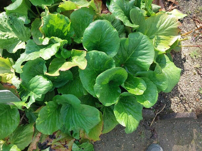 Bergenia Magic Giant - Photo by Chérif-Jacques Allali, CC BY-SA