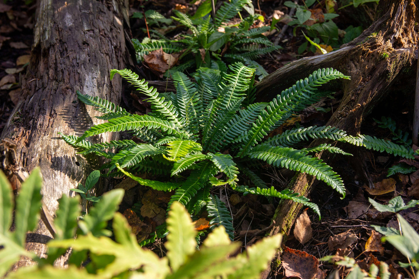 Blechnum Spicant - Photo by Verso Verde, All Rights Reserved