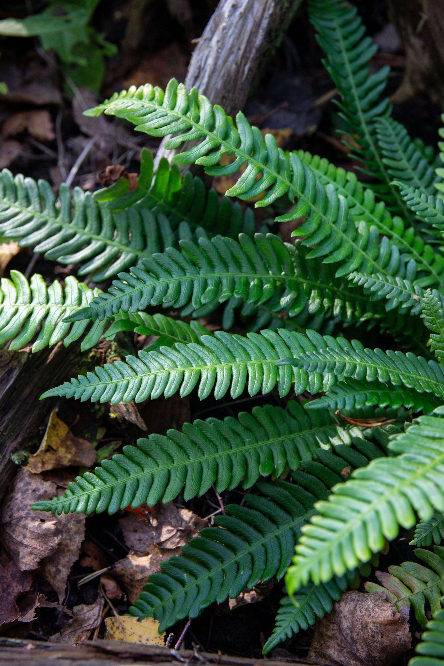 Blechnum Spicant - Photo by Verso Verde, All Rights Reserved