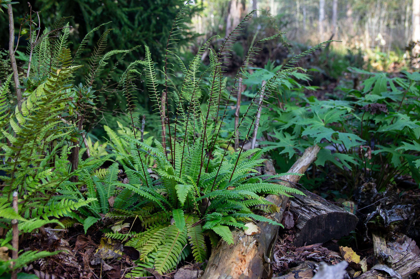 Blechnum Spicant - Photo by Verso Verde, All Rights Reserved