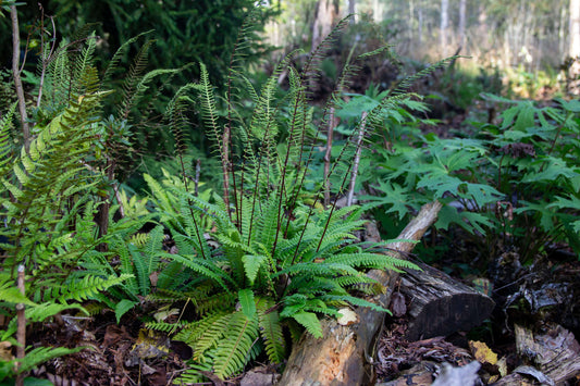 Blechnum Spicant - Photo by Verso Verde, All Rights Reserved