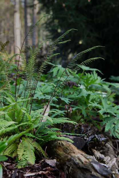 Blechnum Spicant - Photo by Verso Verde, All Rights Reserved