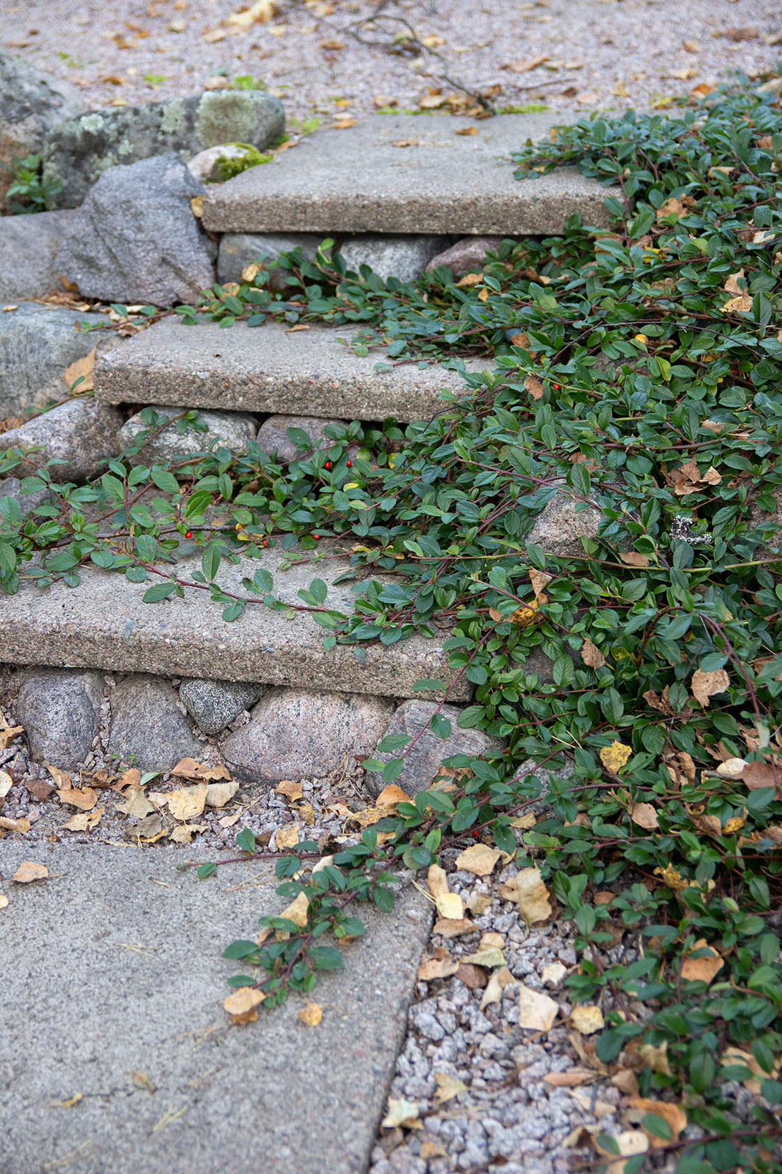 cotoneaster dammeri radicans- Photo by Verso Verde, All Rights Reserved