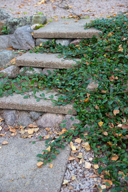 cotoneaster dammeri radicans- Photo by Verso Verde, All Rights Reserved