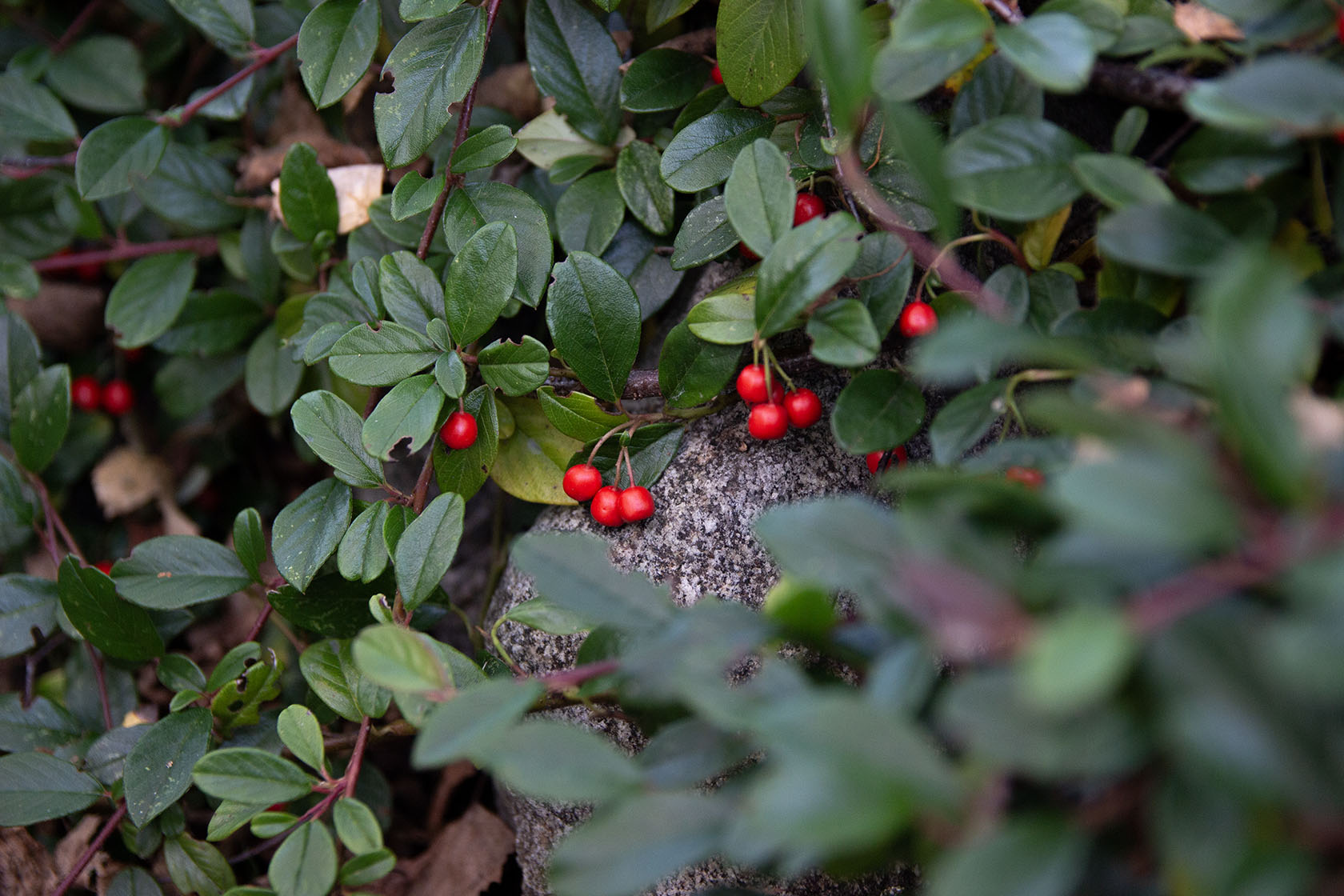 cotoneaster dammeri radicans- Photo by Verso Verde, All Rights Reserved