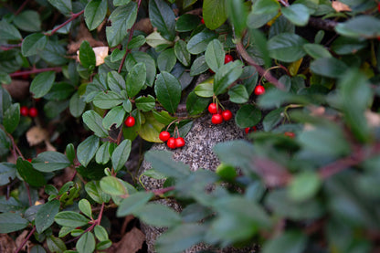 cotoneaster dammeri radicans- Photo by Verso Verde, All Rights Reserved