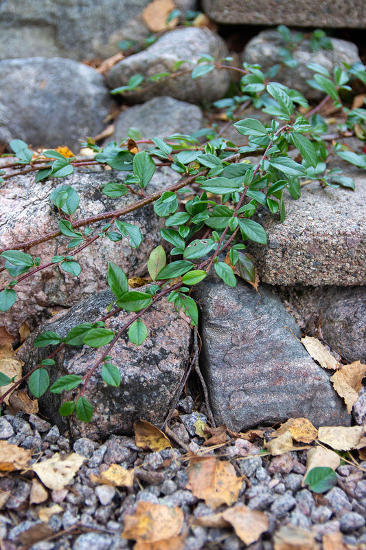 cotoneaster dammeri radicans- Photo by Verso Verde, All Rights Reserved