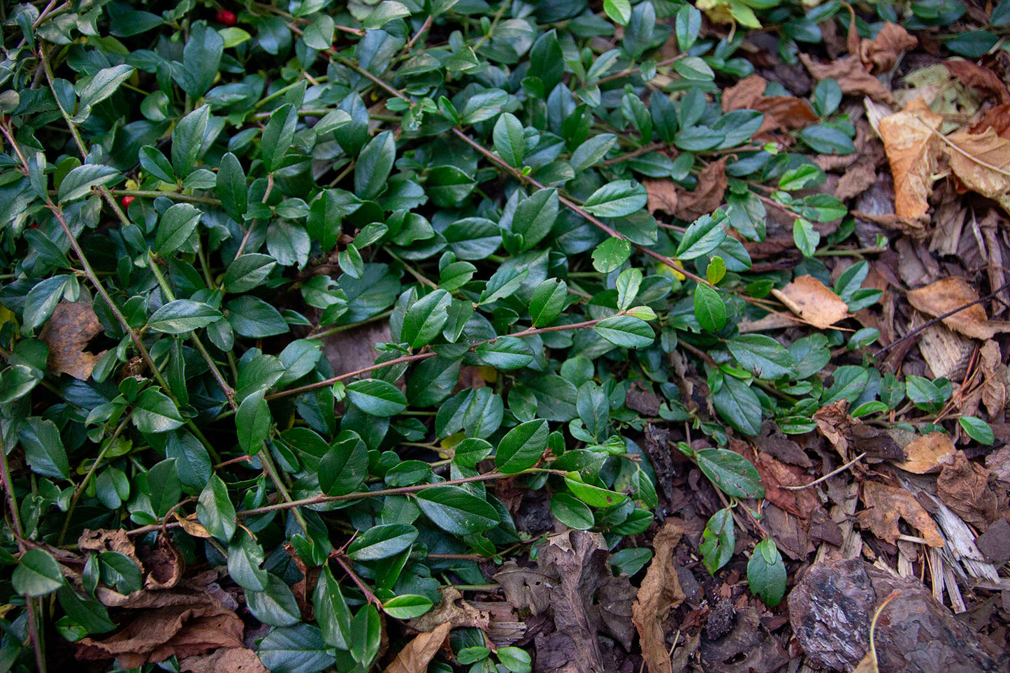 cotoneaster dammeri radicans- Photo by Verso Verde, All Rights Reserved