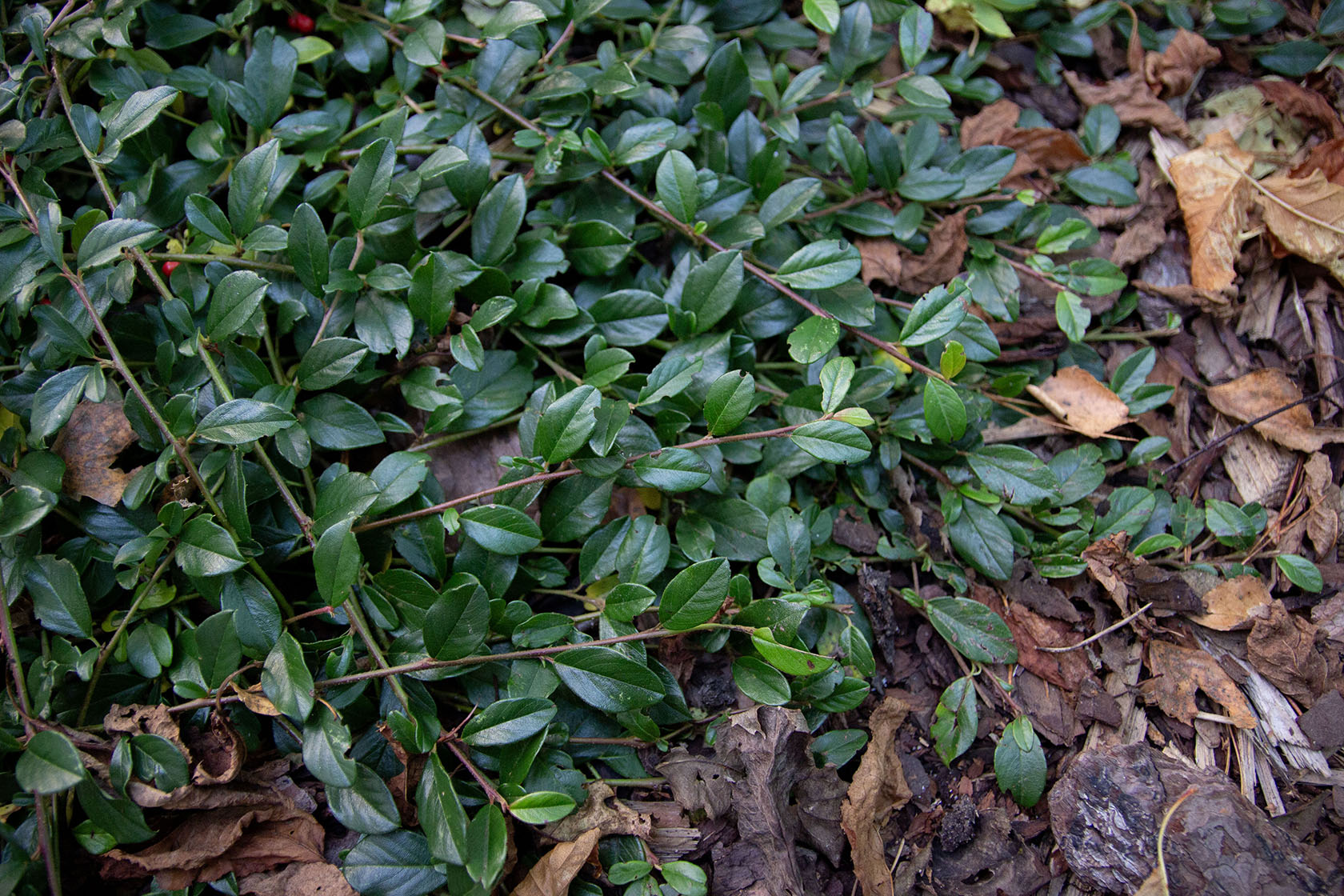cotoneaster dammeri radicans- Photo by Verso Verde, All Rights Reserved