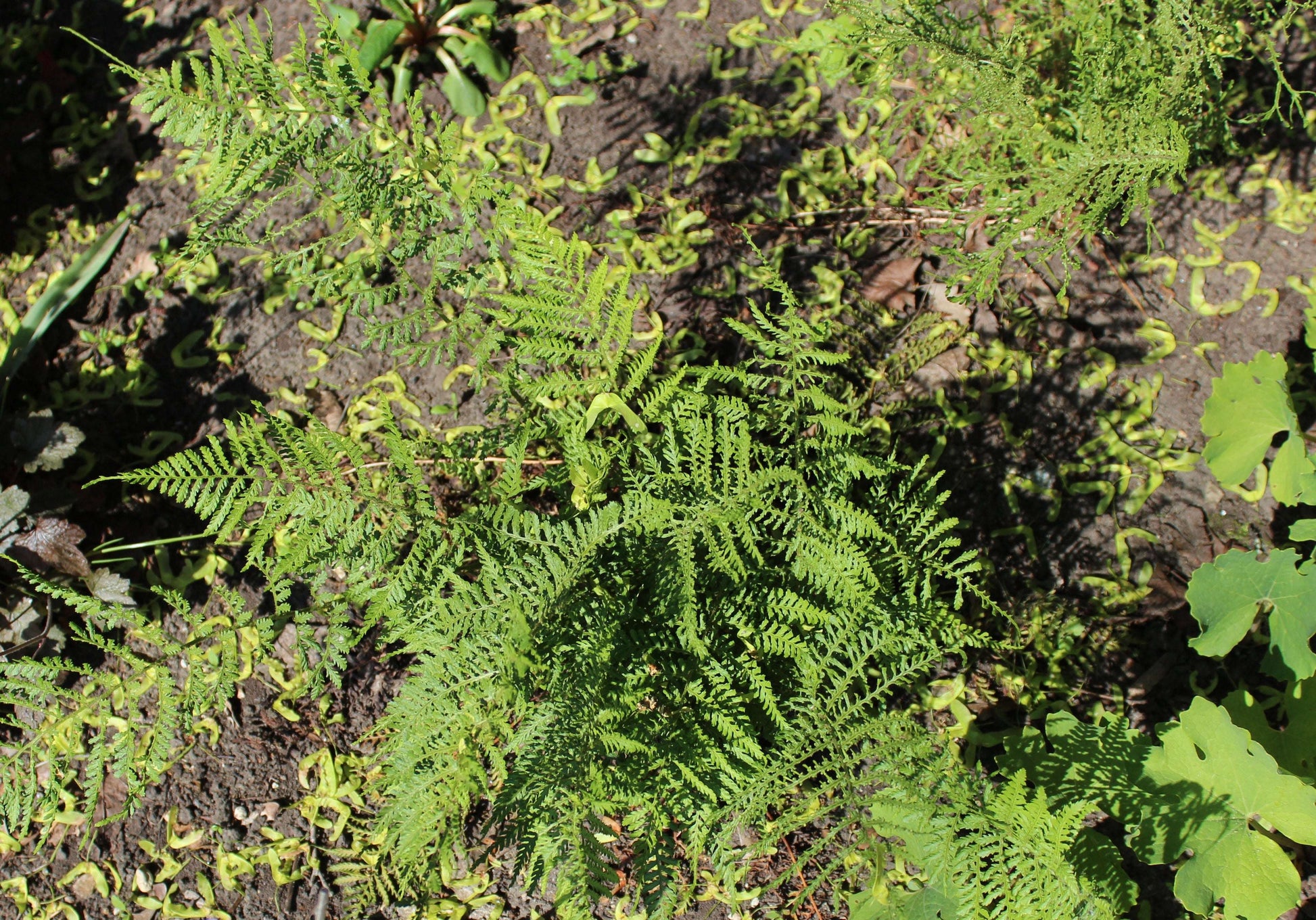 Dryopteris Dilatata Lepidota Cristata - Photo by AfroBrazilian: Aleksandrs Balodis, CC BY-SA 4.0