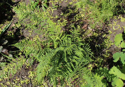 Dryopteris Dilatata Lepidota Cristata - Photo by AfroBrazilian: Aleksandrs Balodis, CC BY-SA 4.0