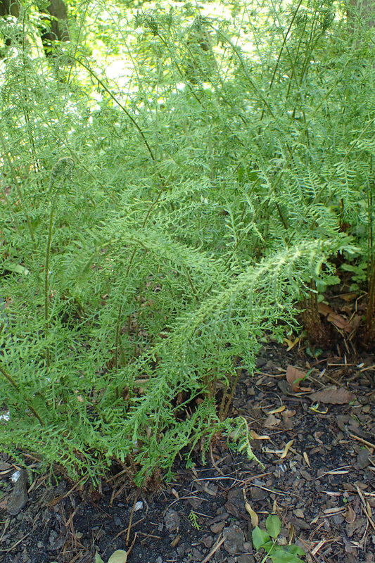 Dryopteris Filix Mas Linearis Polydactyla - Photo by Krzysztof Ziarnek, Kenraiz, CC BY-SA 4.0