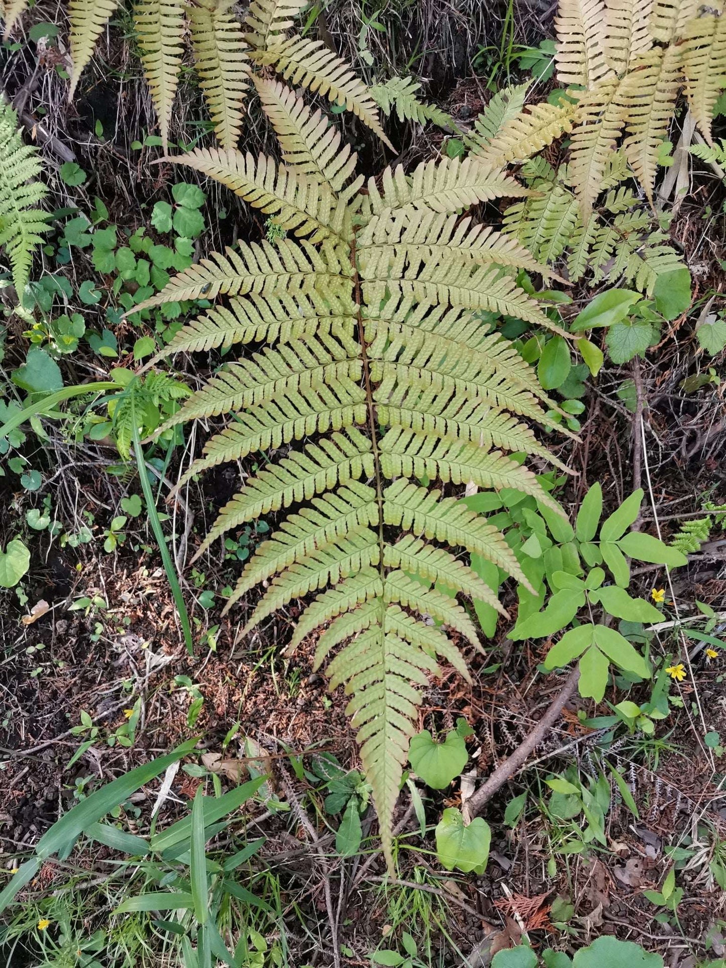 Dryopteris Koidzumiana - Photo by harumkoh,CC BY-SA