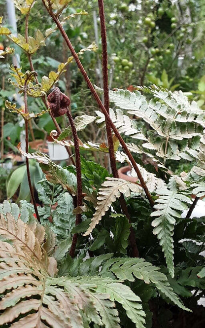 Dryopteris Koidzumiana - Photo by KP Laer, CC BY-SA