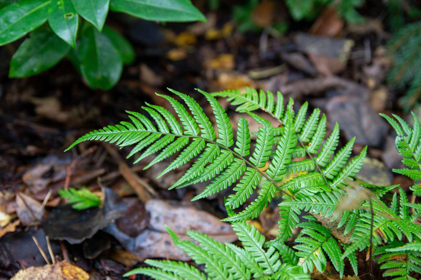 Dryopteris Lepidopoda - Photo by Verso Verde, All Rights Reserved