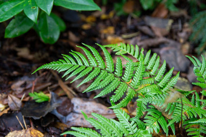 Dryopteris Lepidopoda - Photo by Verso Verde, All Rights Reserved