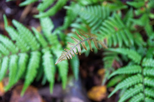 Dryopteris Lepidopoda - Photo by Verso Verde, All Rights Reserved