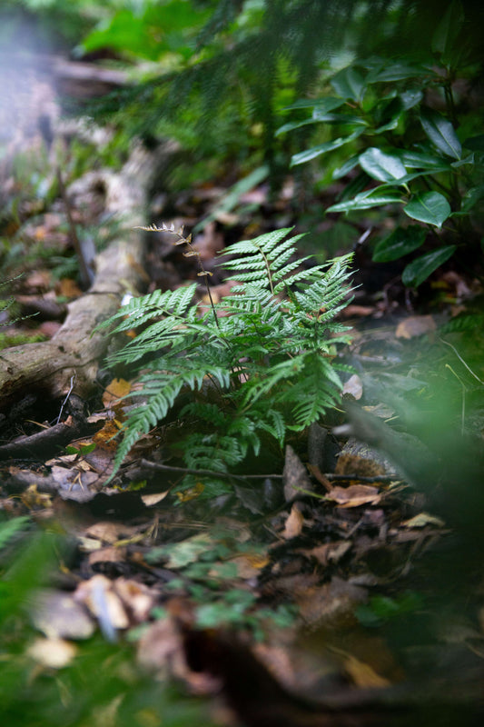 Dryopteris Lepidopoda - Photo by Verso Verde, All Rights Reserved