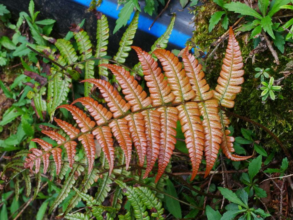 Dryopteris Lepidopoda - Photo by Jacy Chen, CC BY 4.0