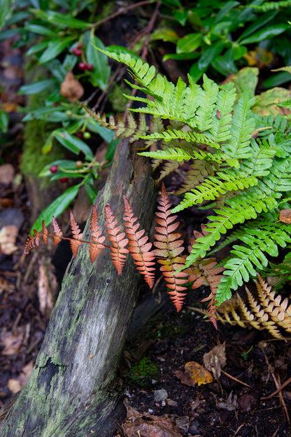 Dryopteris erythrosora- Photo by Verso Verde, All Rights Reserved