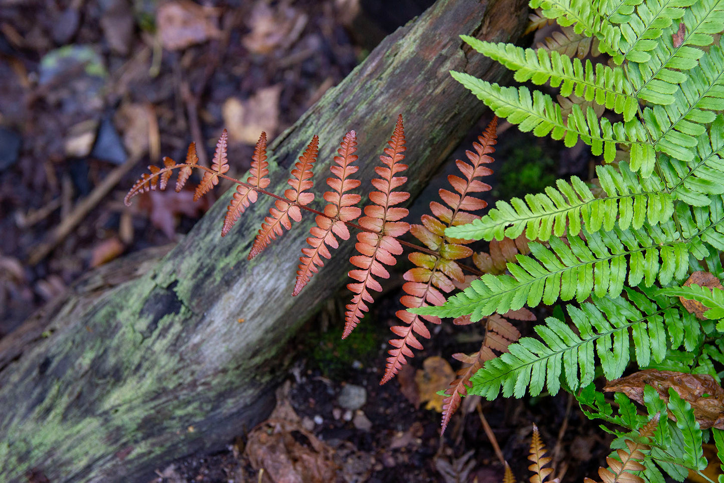 Dryopteris erythrosora- Photo by Verso Verde, All Rights Reserved