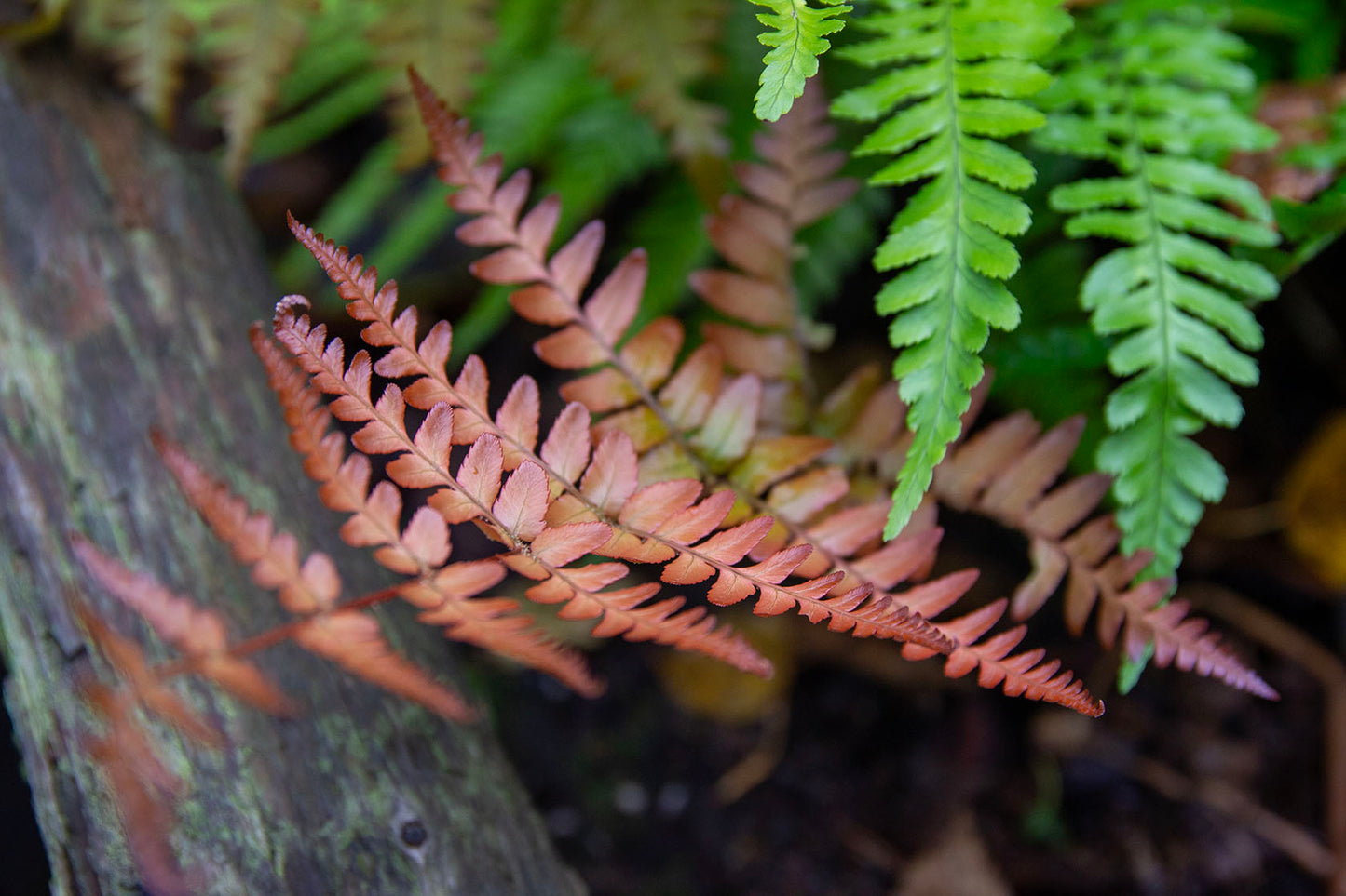 Dryopteris erythrosora- Photo by Verso Verde, All Rights Reserved