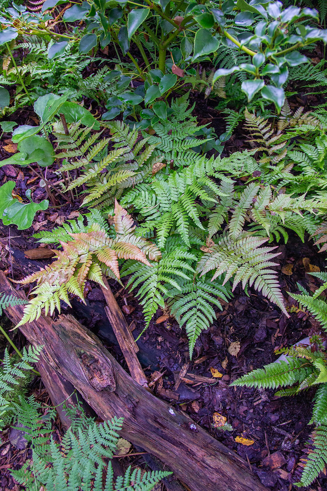 Dryopteris erythrosora- Photo by Verso Verde, All Rights Reserved