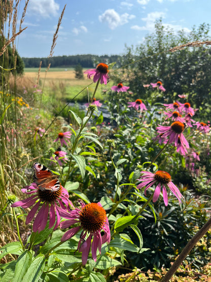 Kaunopunahattu (Echinacea purpurea) - Photo by Verso Verde, All Rights Reserved