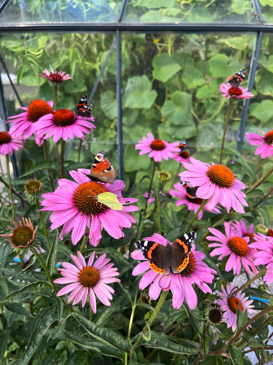 Kaunopunahattu ’Magnus Superior’ (Echinacea purpurea ’Magnus Superior’) - Photo by Verso Verde, All Rights Reserved
