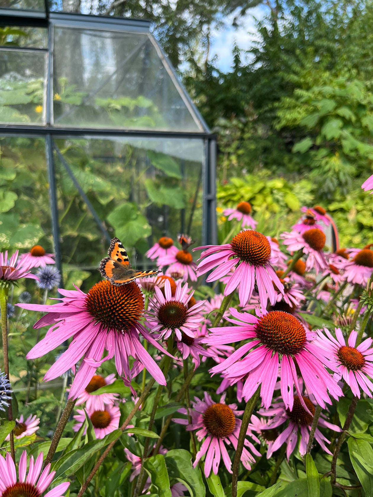 Kaunopunahattu ’Magnus Superior’ (Echinacea purpurea ’Magnus Superior’) - Photo by Verso Verde, All Rights Reserved