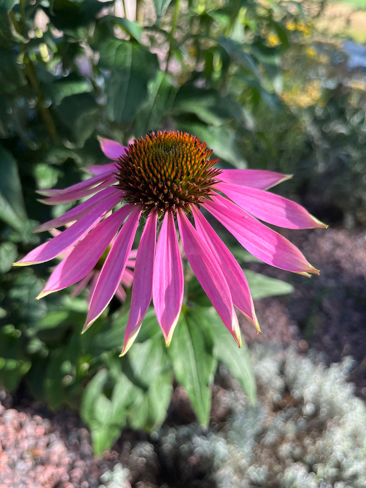 Kaunopunahattu (Echinacea purpurea) - Photo by Verso Verde, All Rights Reserved