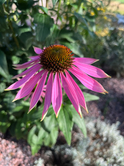 Kaunopunahattu (Echinacea purpurea) - Photo by Verso Verde, All Rights Reserved