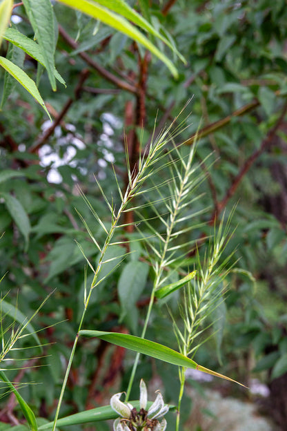 Harjavehniö  (Elymus hystrix) - Photo by Verso Verde, All Rights Reserved