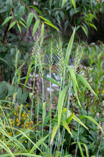 Harjavehniö  (Elymus hystrix) - Photo by Verso Verde, All Rights Reserved