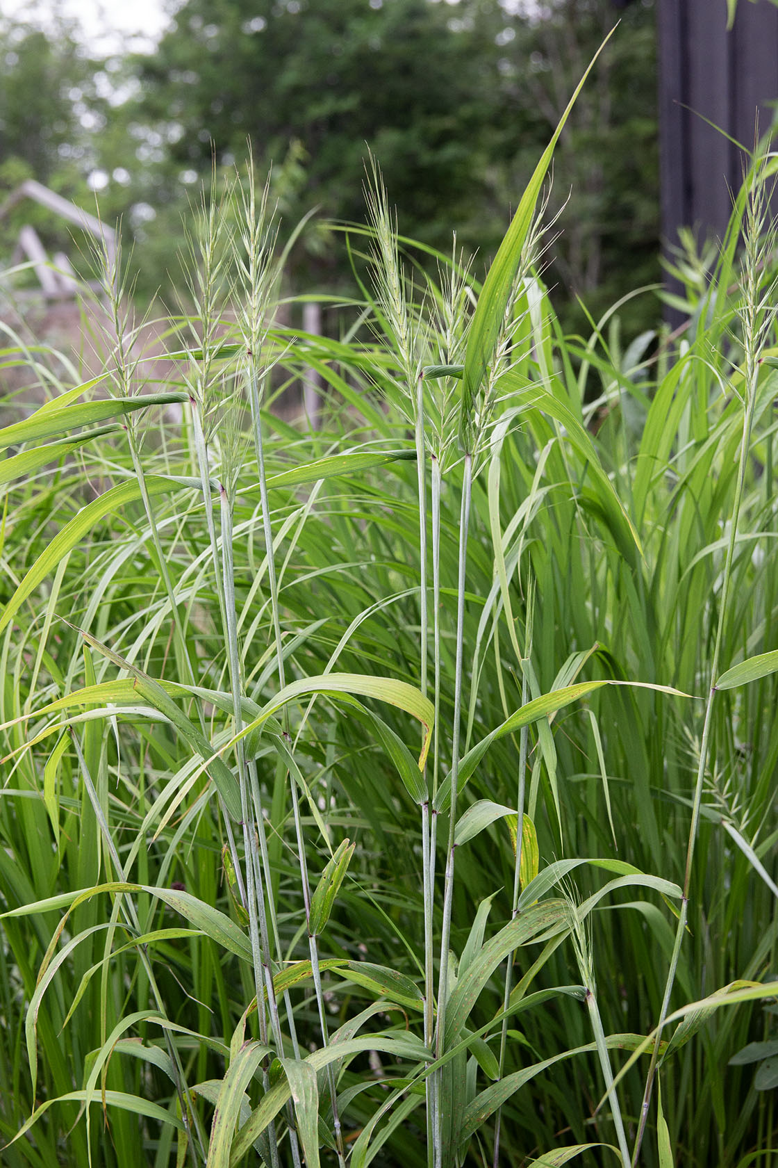 Harjavehniö  (Elymus hystrix) - Photo by Verso Verde, All Rights Reserved