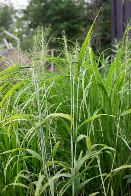 Harjavehniö  (Elymus hystrix) - Photo by Verso Verde, All Rights Reserved