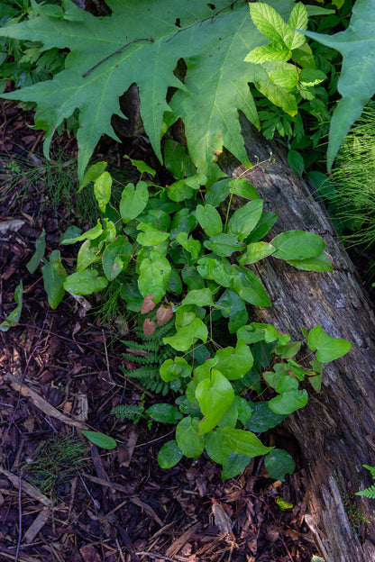 Varjohiippa 'Totnes Turbo' (Epimedium 'Totnes Turbo') - Photo by Verso Verde, All Rights Reserved