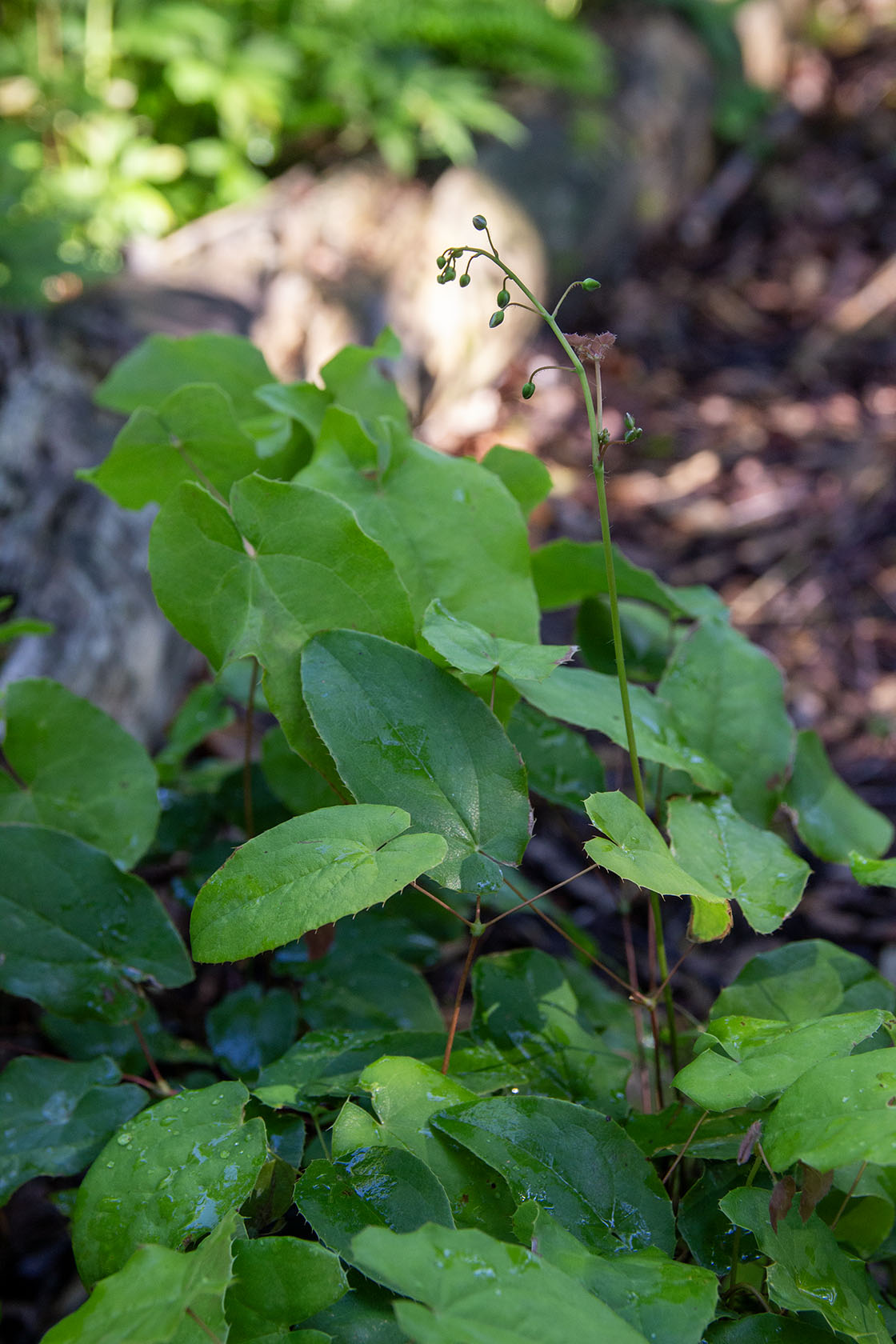 Varjohiippa 'Totnes Turbo' (Epimedium 'Totnes Turbo') - Photo by Verso Verde, All Rights Reserved