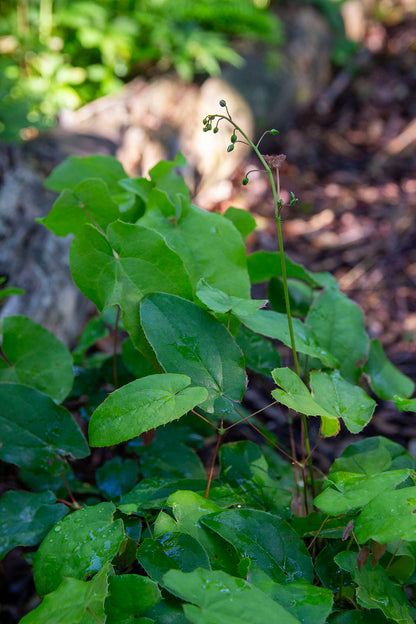 Varjohiippa 'Totnes Turbo' (Epimedium 'Totnes Turbo') - Photo by Verso Verde, All Rights Reserved