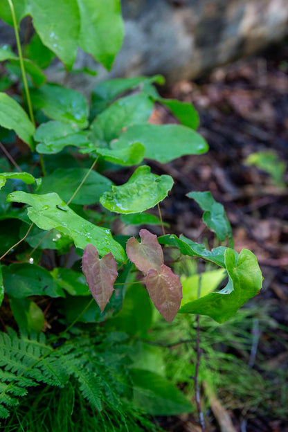 Varjohiippa 'Totnes Turbo' (Epimedium 'Totnes Turbo') - Photo by Verso Verde, All Rights Reserved
